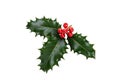 A sprig, three leaves, of green holly and red berries for Christmas decoration