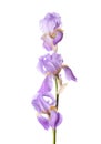 Sprig of three light lilac Iris flowers isolated on a white background