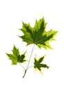 sprig of three maple leaves bright autumn colors on a white is