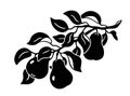 Sprig with three pears leaves. Hand drawn silhouette clipart of branch of garden tree. Black graphic illustration. Botanic print