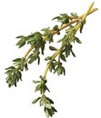 Sprig of thyme