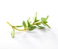 Sprig of thyme close-up on white  background Royalty Free Stock Photo