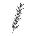 A sprig of thyme. Herbs for cooking, cooking. Doodle style. Drawn by hand and isolated on a white background. For menu