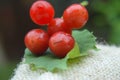 Sprig of viburnum close up