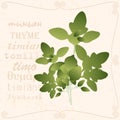 Sprig of in vintage style Royalty Free Stock Photo
