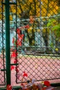 A sprig of Virginia creeper crawling along a mesh fence