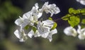 White Bougainvillea in bloom