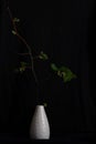 Sprig in a white cart on a black background