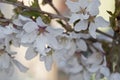 Sprig of white Cherry blossom flowers