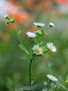 A sprig of white field chamomile in close-up Royalty Free Stock Photo