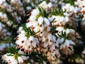 White flowers Erica arborea or Erica herbacea Royalty Free Stock Photo