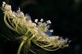 a sprig of white inflorescence of a common wild carrot on a black background Royalty Free Stock Photo