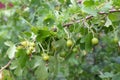 Sprig of wild currants with green berries close-up. Royalty Free Stock Photo