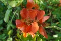 Sprig of wild rose with orange flowers in spring early morning in the garden Royalty Free Stock Photo