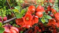 Sprig of wild rose with orange flowers in spring early morning in the garden Royalty Free Stock Photo