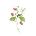 Sprig of wild strawberry. Watercolor