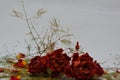A sprig of withered roses under the light of a lamp for a dramatic effect Royalty Free Stock Photo