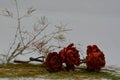 A sprig of withered roses under the light of a lamp for a dramatic effect Royalty Free Stock Photo