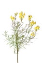 Sprig of yellow Common Toadflax Royalty Free Stock Photo