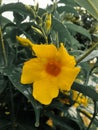 A sprig of yellow flowers in the afternoon