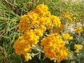 A sprig of yellow helichrysum flowers