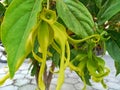 a sprig of ylang ylang flowers is greenish yellow and the leaves are green