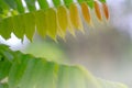 A sprig of young bilimbi leaves, green and bright brown