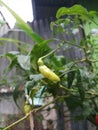 a sprig of young cayenne pepper. very hot chili