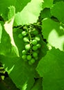 a sprig of young green grapes hangs on a grape bush Royalty Free Stock Photo