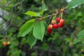 Sprig of young ripe sweet cherries.