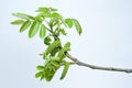 Sprig of young walnut with catkins