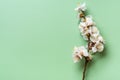 Sprigs of apricot tree with flowers  isolated on green background Royalty Free Stock Photo