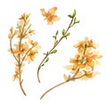 Sprigs of blooming forsythia watercolor illustration isolated on white. Bush with yellow flowers hand drawn. Painted