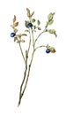 Sprigs of blueberries with berries and leaves