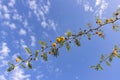 Sprigs of Camel Thorn Vachellia Erioloba Mimosa Farnesiana with yellow flowers close up against of blue sky