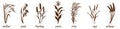 Sprigs of cereal plants on white. Silhouette of bunch of millet, barley and wheat. Oatmeal and rice stalk icon. Elements