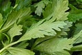 Sprigs of flat-leaf parsley