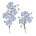 Sprigs of flowering flax, design element for labels, packagi