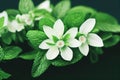 Sprigs of flowering peppermint close-up on a dark background