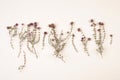 sprigs of flowering thyme on plain white background,