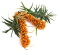 Sprigs of fresh berries of sea-buckthorn Hippophae rhamnoides with leaves on a white background Royalty Free Stock Photo