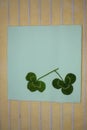 Sprigs of green clover leaves on a light green background, Patrick day