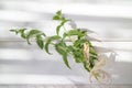 Sprigs of green peppermint on white table Royalty Free Stock Photo