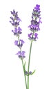 Sprigs of lavender with purple flowers isolated on white background. Several lavender flowers Royalty Free Stock Photo