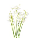 Sprigs of Lily of the Valley isolated on white background Royalty Free Stock Photo