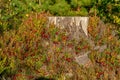 Sprigs of Lingon berries growing round a tree stub