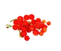 Sprigs of red currants cut with no background. Clusters of red berries