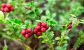 Sprigs of ripe berries in the forest. Cranberries Royalty Free Stock Photo