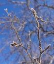 Sprigs of snow covered with hoarfrost. Blue clear sky against the background Royalty Free Stock Photo