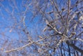 Sprigs of snow covered with hoarfrost. Blue clear sky against the background Royalty Free Stock Photo